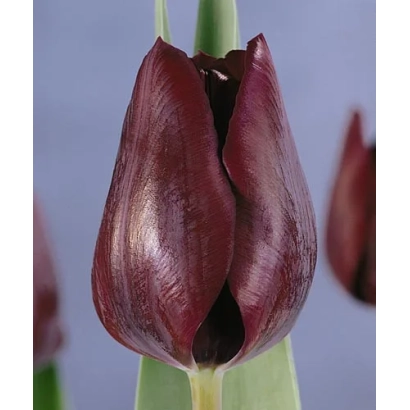 Тёмно-бордовый тюльпан Роналдо на зелёном стебле