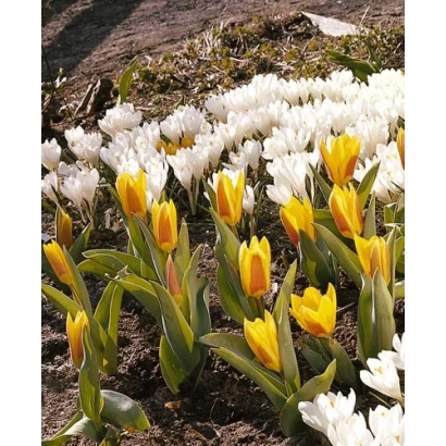 Полевые тюльпаны белого и жёлтого цвета на фоне земли - Рондо