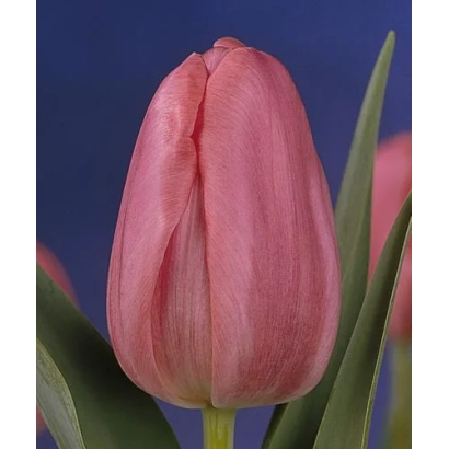 Розовый тюльпан на синем фоне - Роса Листо