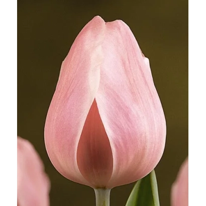 Pink tulip on blurred background - Rosalie