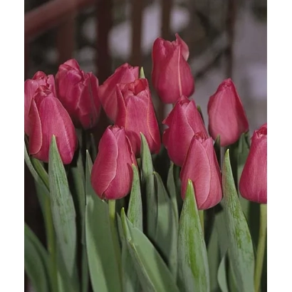 Красные тюльпаны Росамундэ