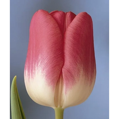 Тюльпан сорту Розарій з градієнтним забарвленням від рожевого до білого