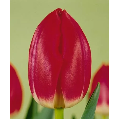 Червоний тюльпан на зеленому фоні - Росе Марк