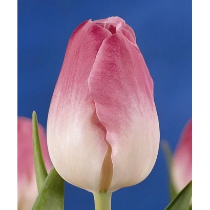 Тюльпан сорту Росе Супреме на синьому фоні