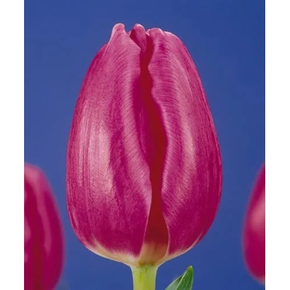 Тюльпан сорту Росе Тендре на синьому фоні