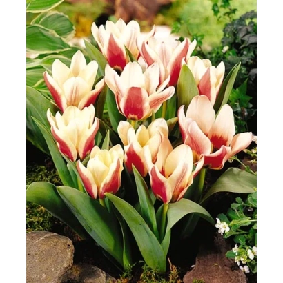 Тюльпани сорту Рожева Мрія на фоні зелені