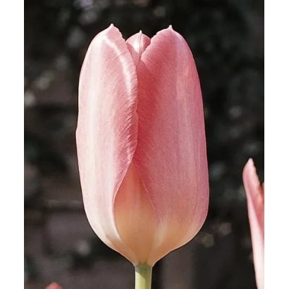 Рожевий тюльпан - Рожеві Крила
