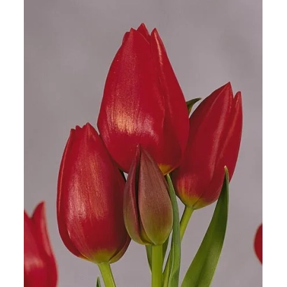 Red tulips on a light background - Roulette