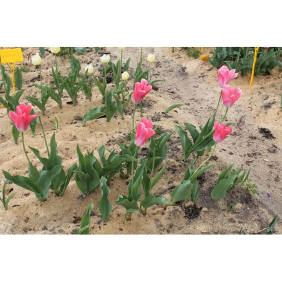 Розовые тюльпаны в земле - Роузи уингс