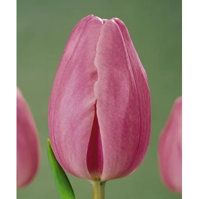 Рожевий тюльпан Roxette на зеленому фоні - Роксетте