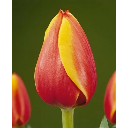 Тюльпан Royal Ad Rem на зеленому фоні - Роьал Ад Рем