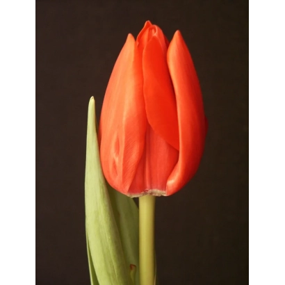 Червоний тюльпан на темному фоні - Роял Кардинал