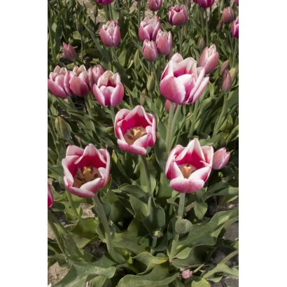 Field of pink and white tulips - Royal Chic