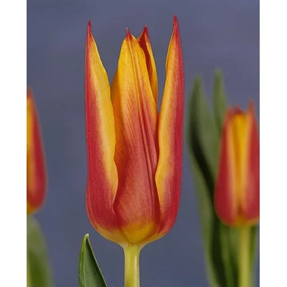 Тюльпан червоно-жовтого кольору на фоні інших квітів - Роял Дізайн