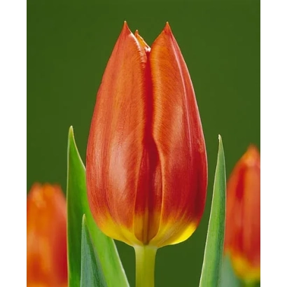 Red tulip on green background - Royal Dutch