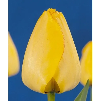Жовтий тюльпан на синьому фоні - Королівська елегантність