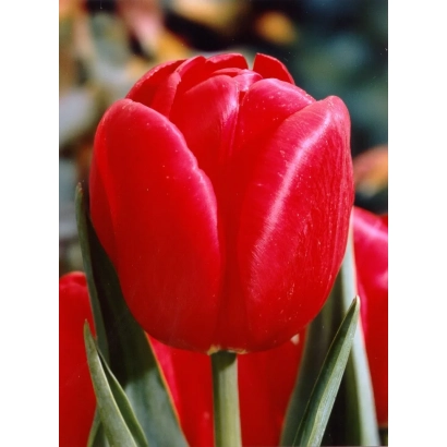 Крупний план червоної тюльпана на фоні розмитих пелюсток - Роял Мастер
