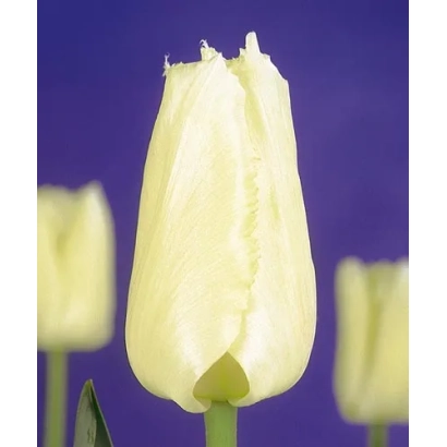 Білий тюльпан на фіолетовому фоні - Роял Сфінкс
