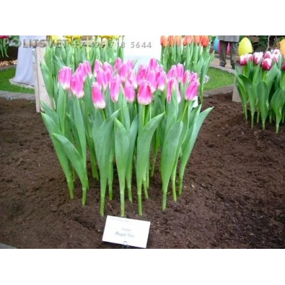 Рожеві тюльпани Royal Ten у квітковій композиції - Роял Тен