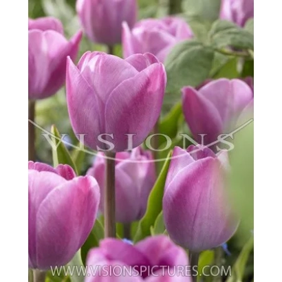 Photo of pink tulips against a green background - Royal Two