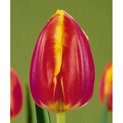 Тюльпан сорту Royal van der Mark на зеленому фоні - Роял ван дер Марк