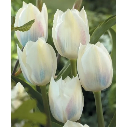 Білі тюльпани з ніжними блакитними та рожевими відтінками на пелюстках - Роял Вірджин