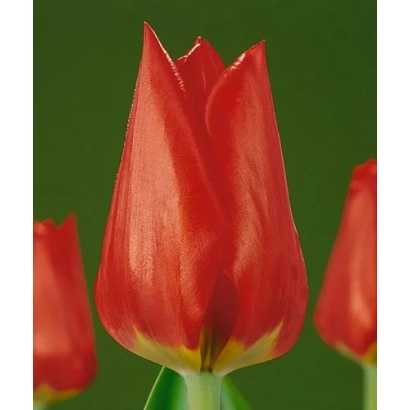 Червоний тюльпан на зеленому фоні - Рубато