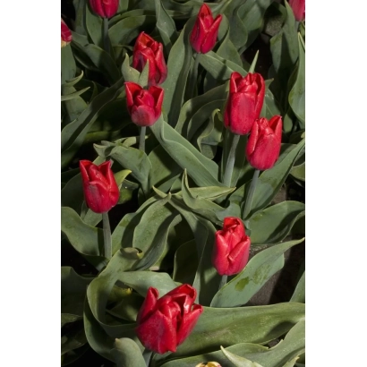 Red tulips against green foliage - Ruby Prince