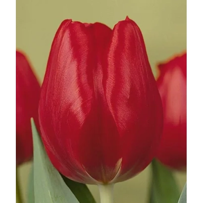 Червоний тюльпан Ruby Red на зеленому фоні - Рубь Ред