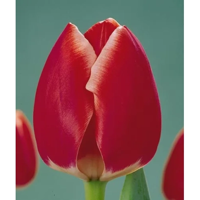 Червоний тюльпан на зеленому фоні - Рьно