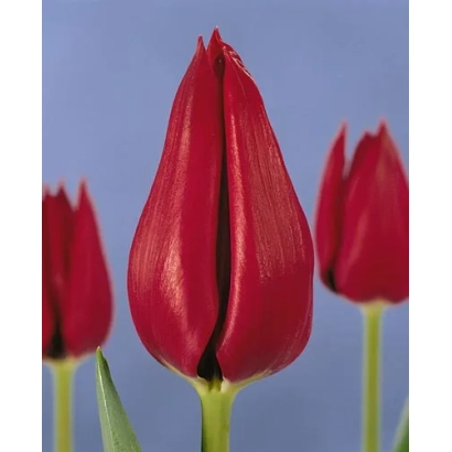 Червоні тюльпани на синьому фоні - Сацаяwеа