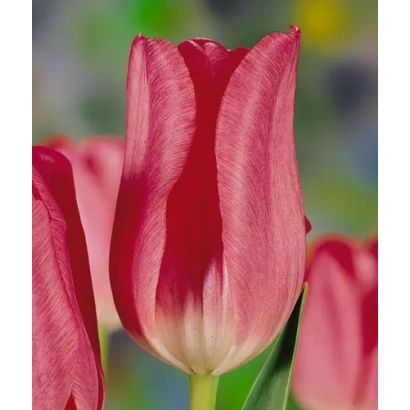 Червоно-розовий тюльпан сорту Сачі на фоні зелені