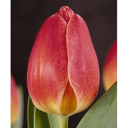 Червоний тюльпан сорту Сацрамэнто на темному фоні - Сакраменто