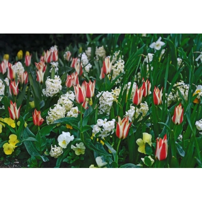Поле тюльпанов разных цветов, включая белые и красно-белые сорта - САД СЧАСТЬЯ