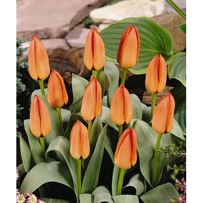 Тюльпани сорту Сафарі на фоні зелені та каменів
