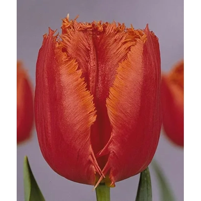 Червоний тюльпан сорту Сагітта на фоні - Сагитта