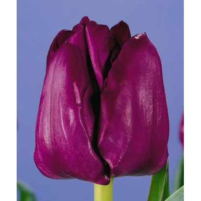 Тюльпан темно-фіолетового кольору на синьому фоні - Саигон