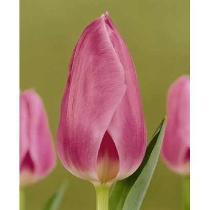 Розовый тюльпан на зелёном фоне - Саинт Пэтэрсбург
