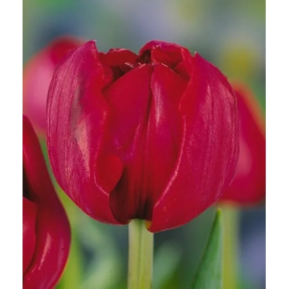 Червоні тюльпани на розмитому фоні - Сент-Тропе