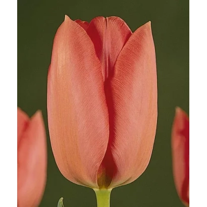 Тюльпан сорта СакГ© на зелёном фоне