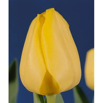 Желтый тюльпан на синем фоне - Салль
