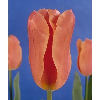 Тюльпани помаранчевого кольору на синньому фоні - Салмон Еwел