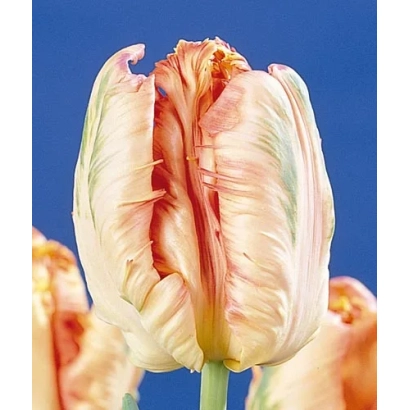 Тюльпан сорта Салмон Паррот на синем фоне