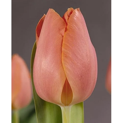 Тюльпан сорта Salmon Pearl на фоне - Салмон Пэарл