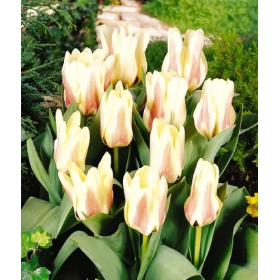 Тюльпаны Салут на фоне сада