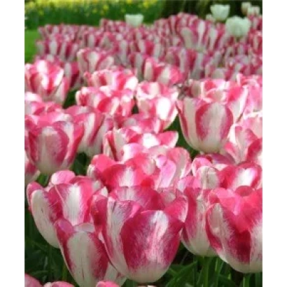 Поле тюльпанів сорту Салво з рожево-білими пелюстками