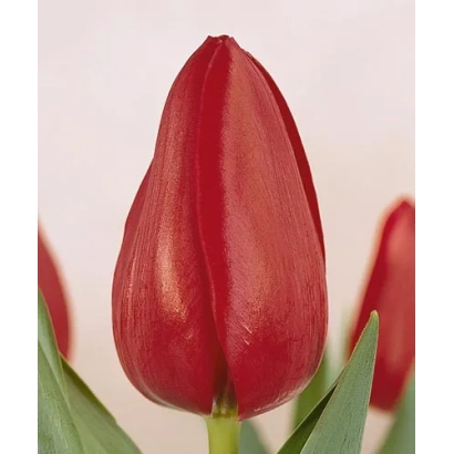 Красный тюльпан сорта Самсон