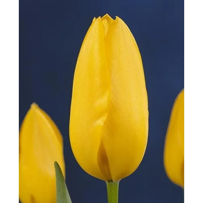 Жовті тюльпани на синьому фоні - Сансер