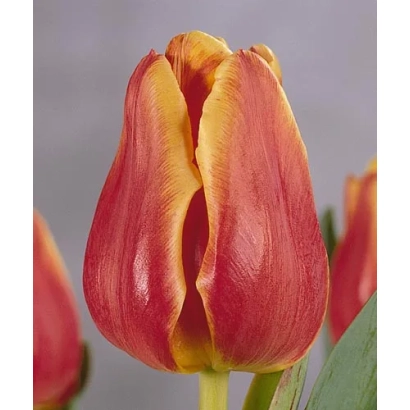 Тюльпан червоно-жовтого кольору на фоні - Сандеман
