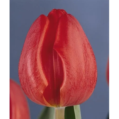 Красный тюльпан сорта Сантпоортс Глорь на синем фоне